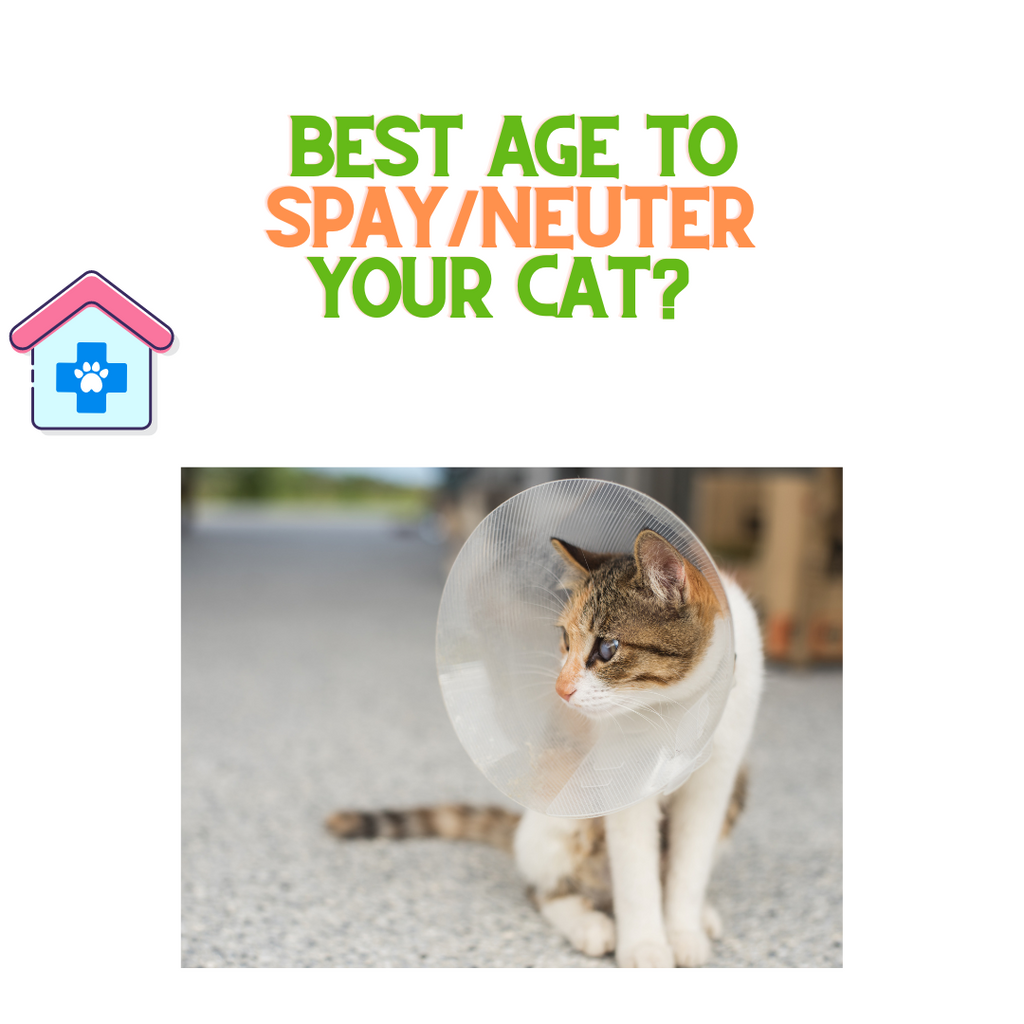 Best Age to Spay/Neuter your Cats?