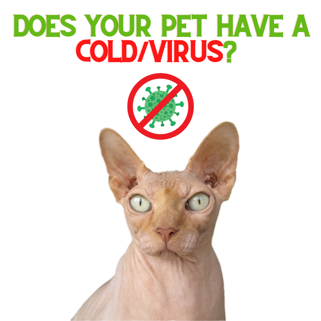 What to do if your Pet has a COLD/VIRUS!