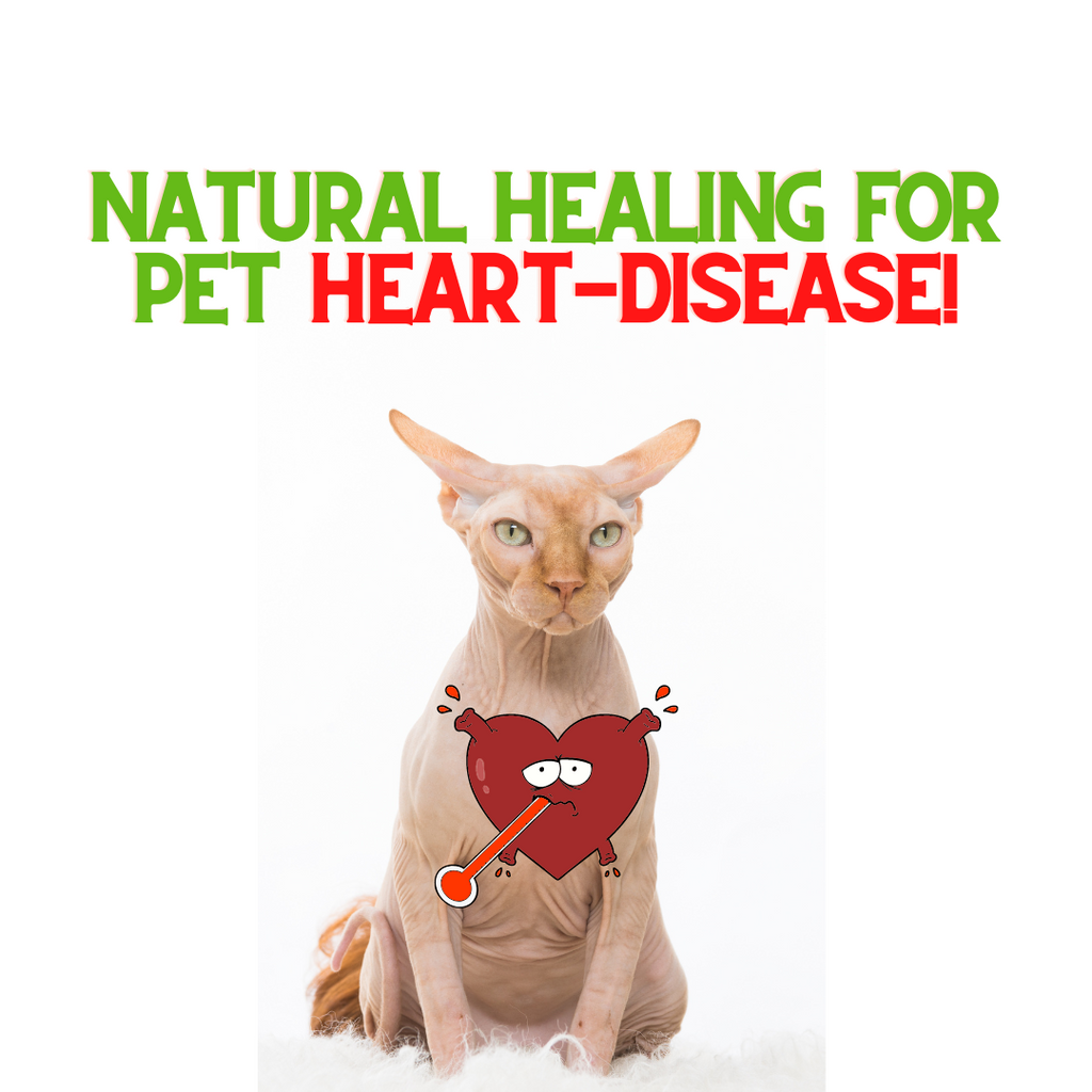 Natural Heart Healing for Pets!