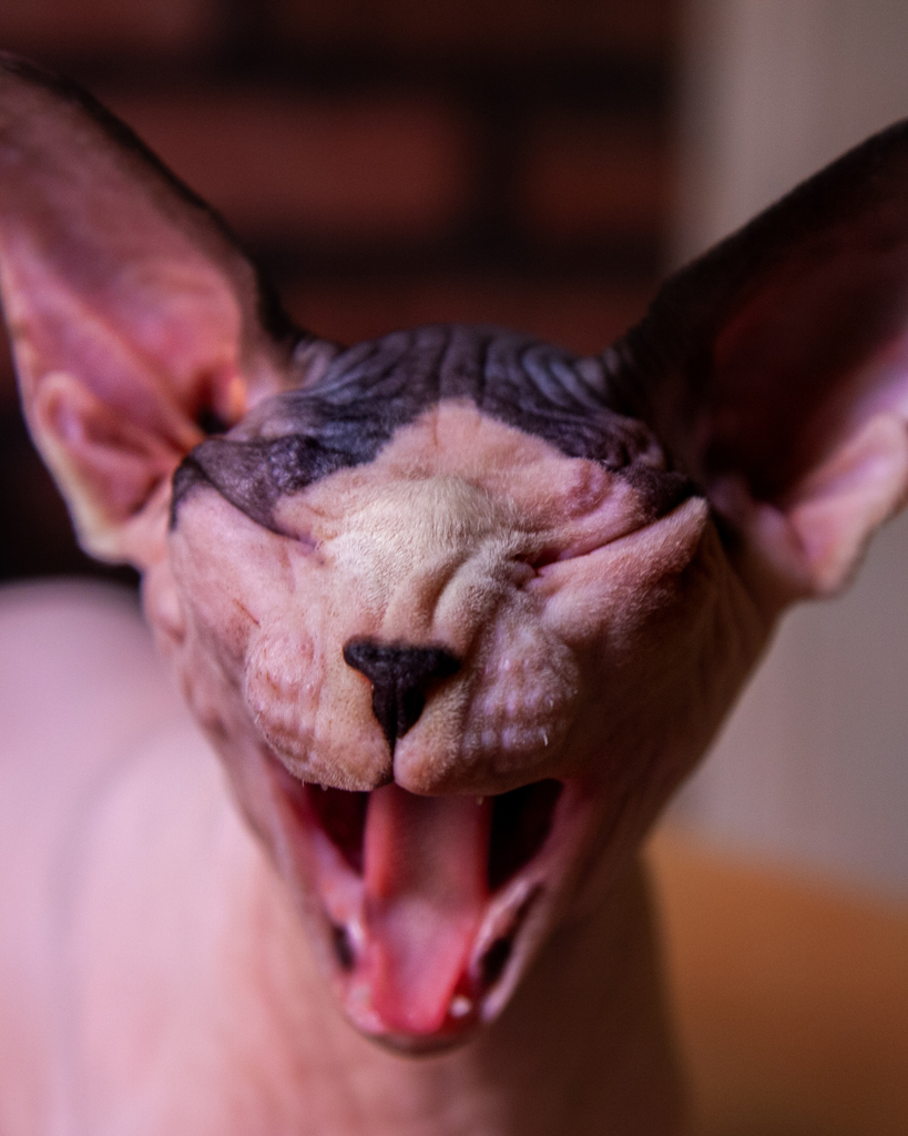 Does Your Sphynx Cat Have Waxy Ears? Here’s How To Help!