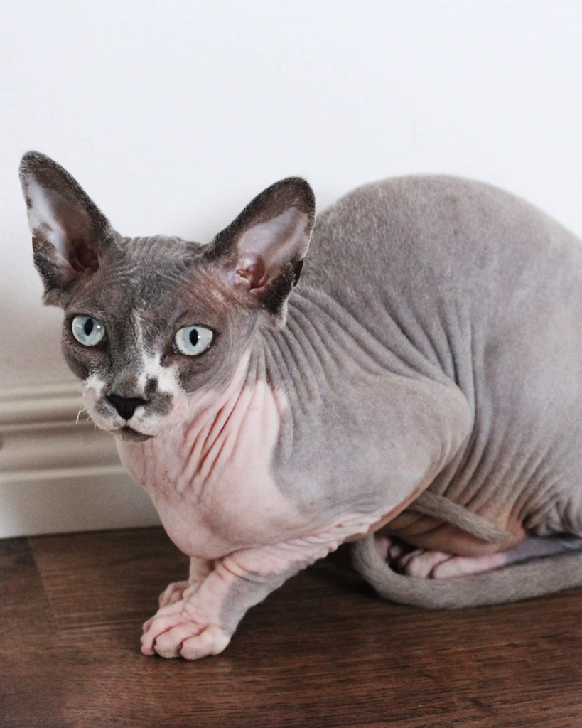 Does your Sphynx get extra oily between baths