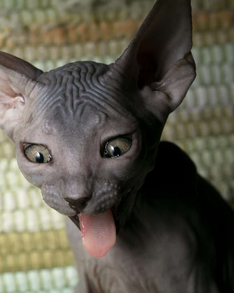 FIP in Cats: The Breakthrough That’s Saving Lives