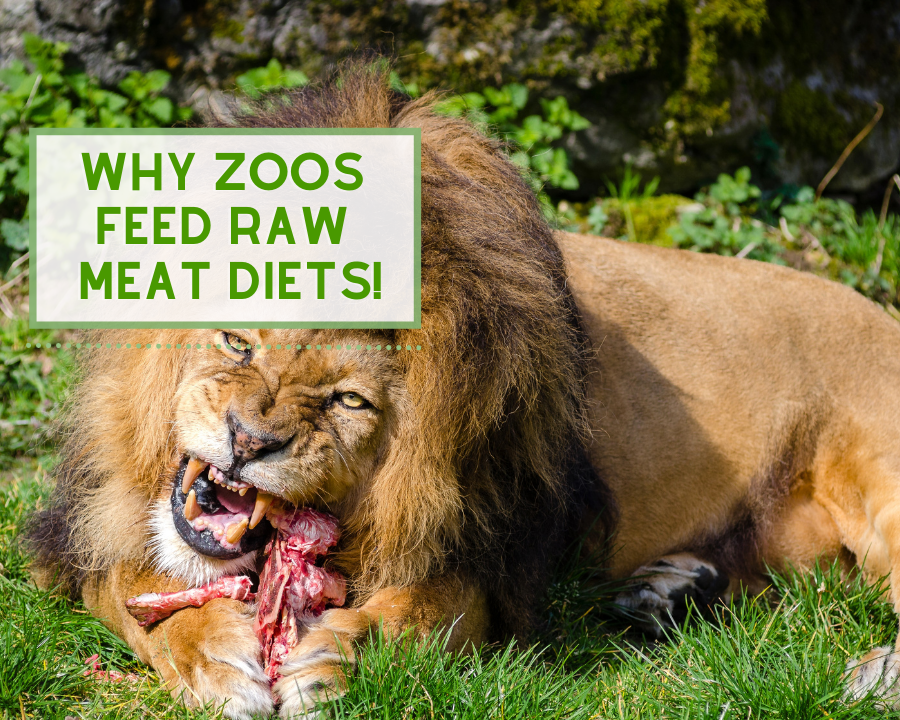 Why Zoos Feed Raw Meat!