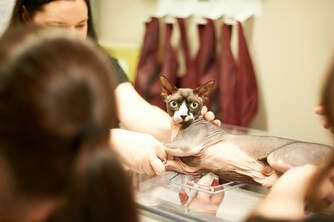 Does Your Cat Have Hypertrophic Cardiomyopathy (HCM)?