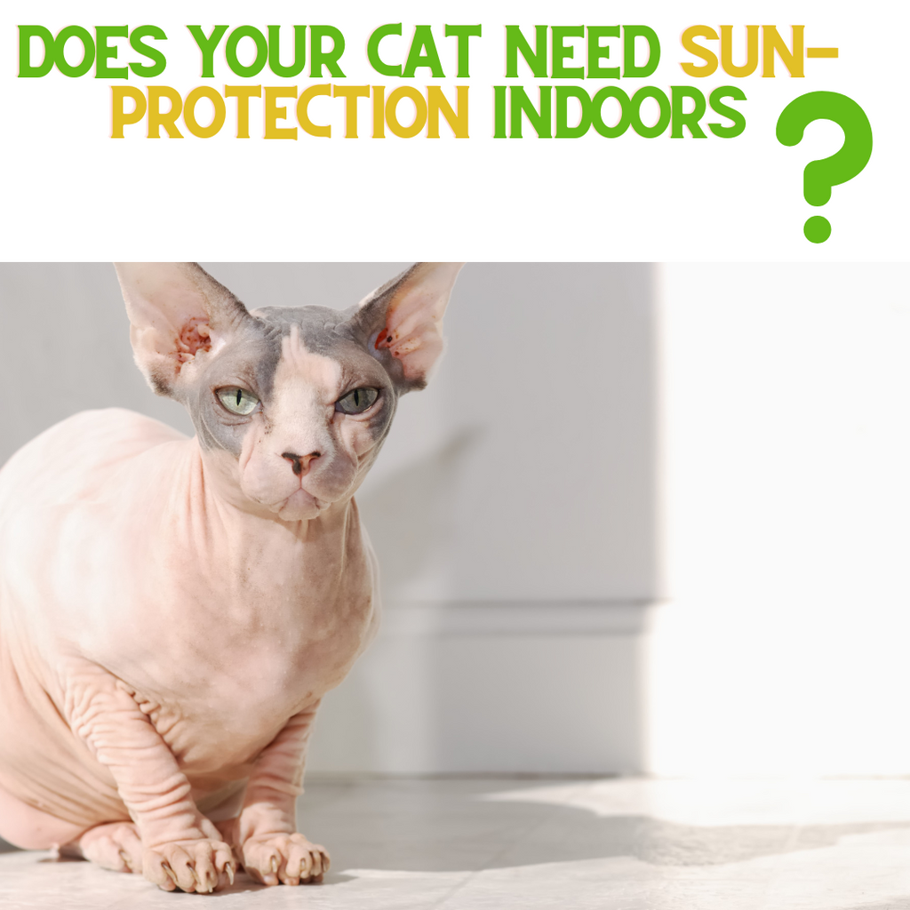 Does Your Cat Need Sun Protection Inside?