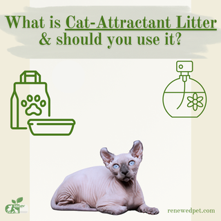 What is Cat-Attractant Litter and Should You Use it For Your Cat?