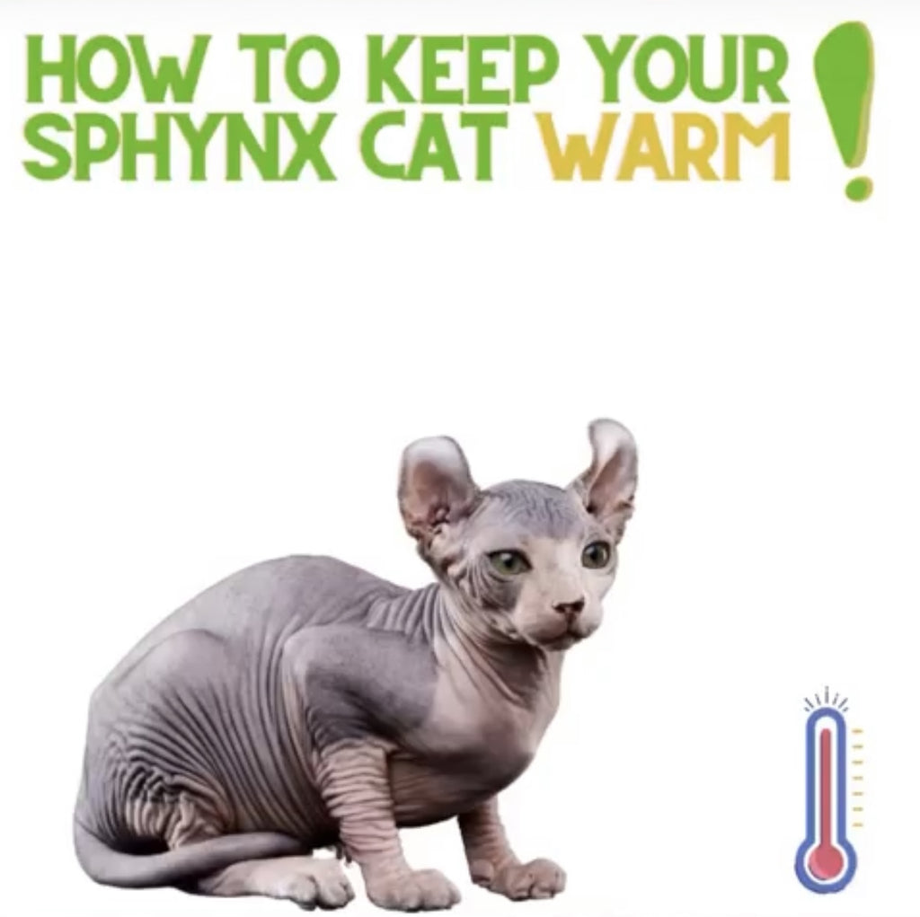 How To Keep Your Sphynx Cat Warm!