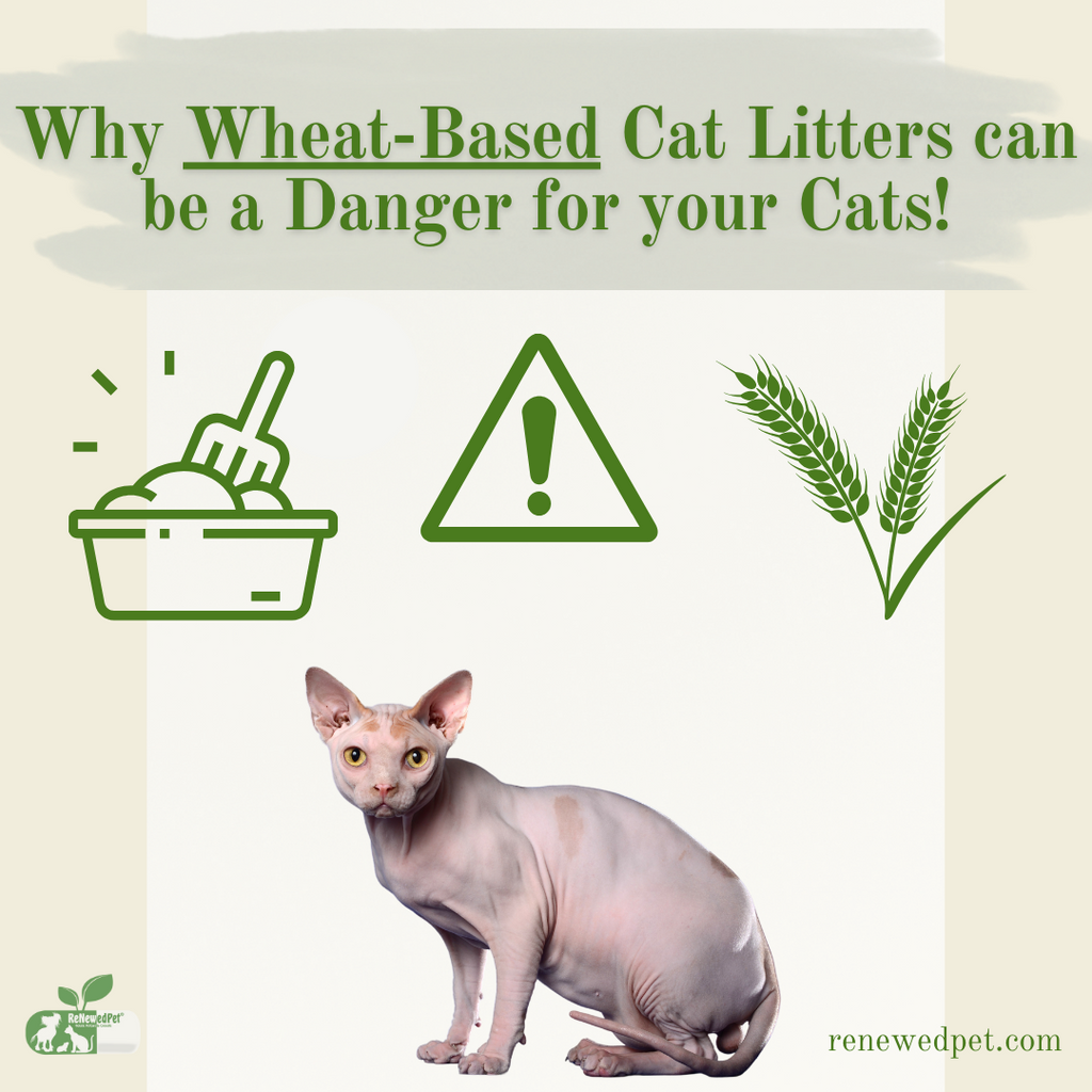 Why Wheat-Based Cat Litter Can Be Dangerous!