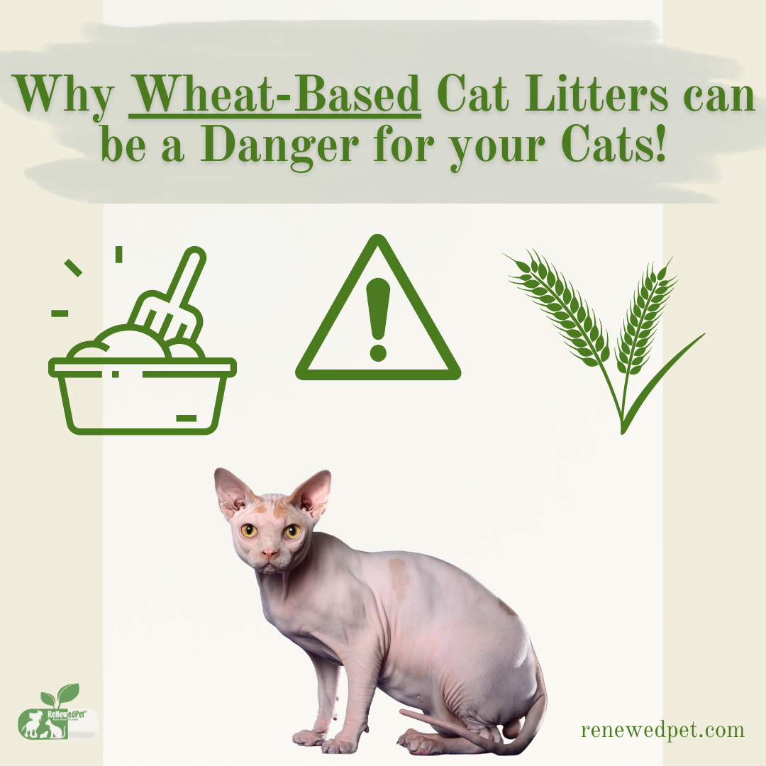 Why Wheat-Based Cat Litter Can Be Dangerous! – ReNewedPet