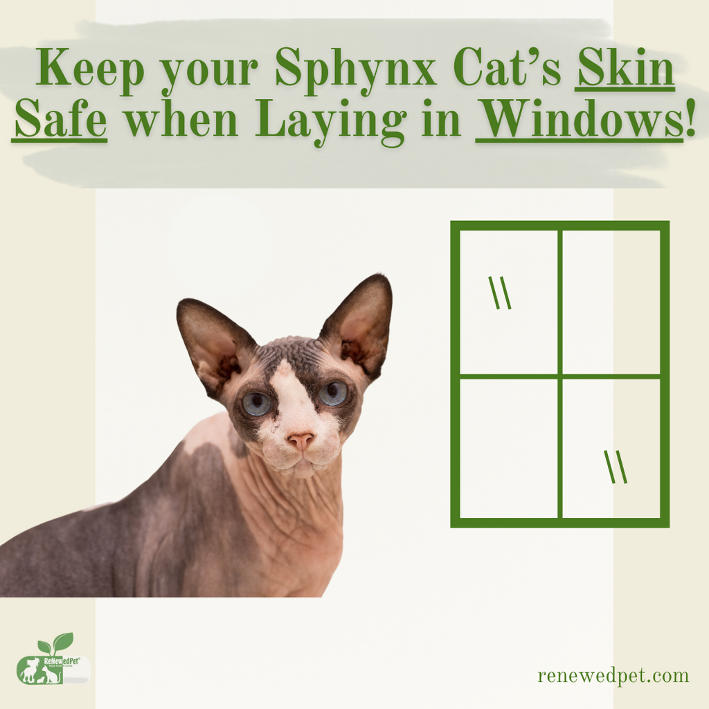Keep Your Sphynx Cat's Skin Safe When Laying by Windows!