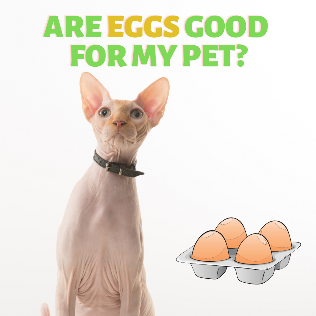 Are Eggs good for your Pet?