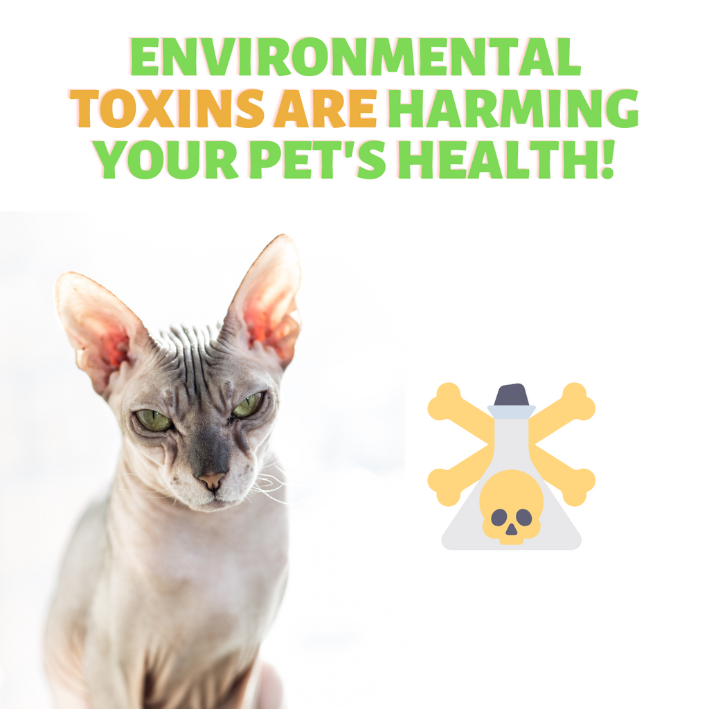Are TOXINS making your Pet Sick?