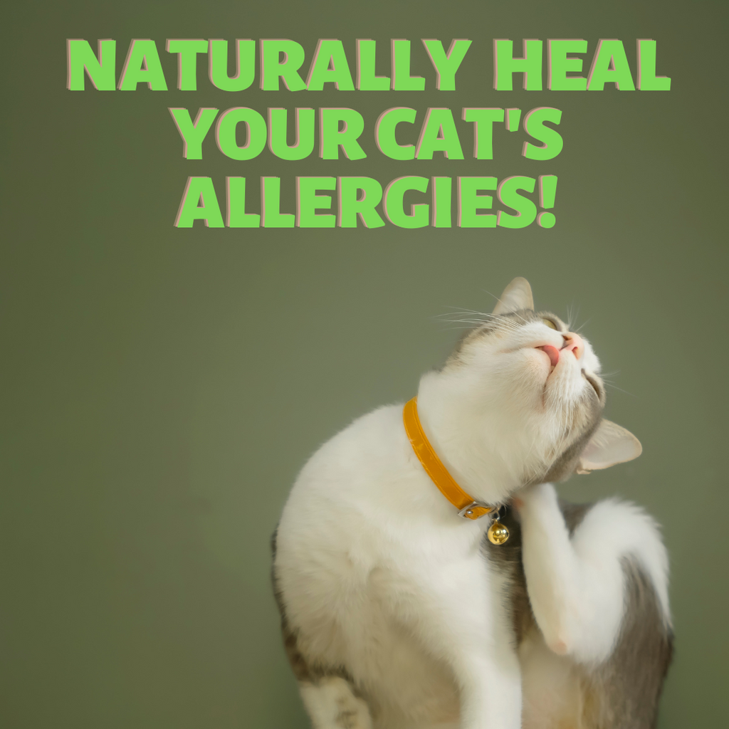 Naturally HEAL your Cat's Allergies!
