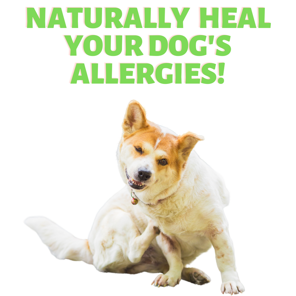 Heal your Dog's Allergies - Naturally!