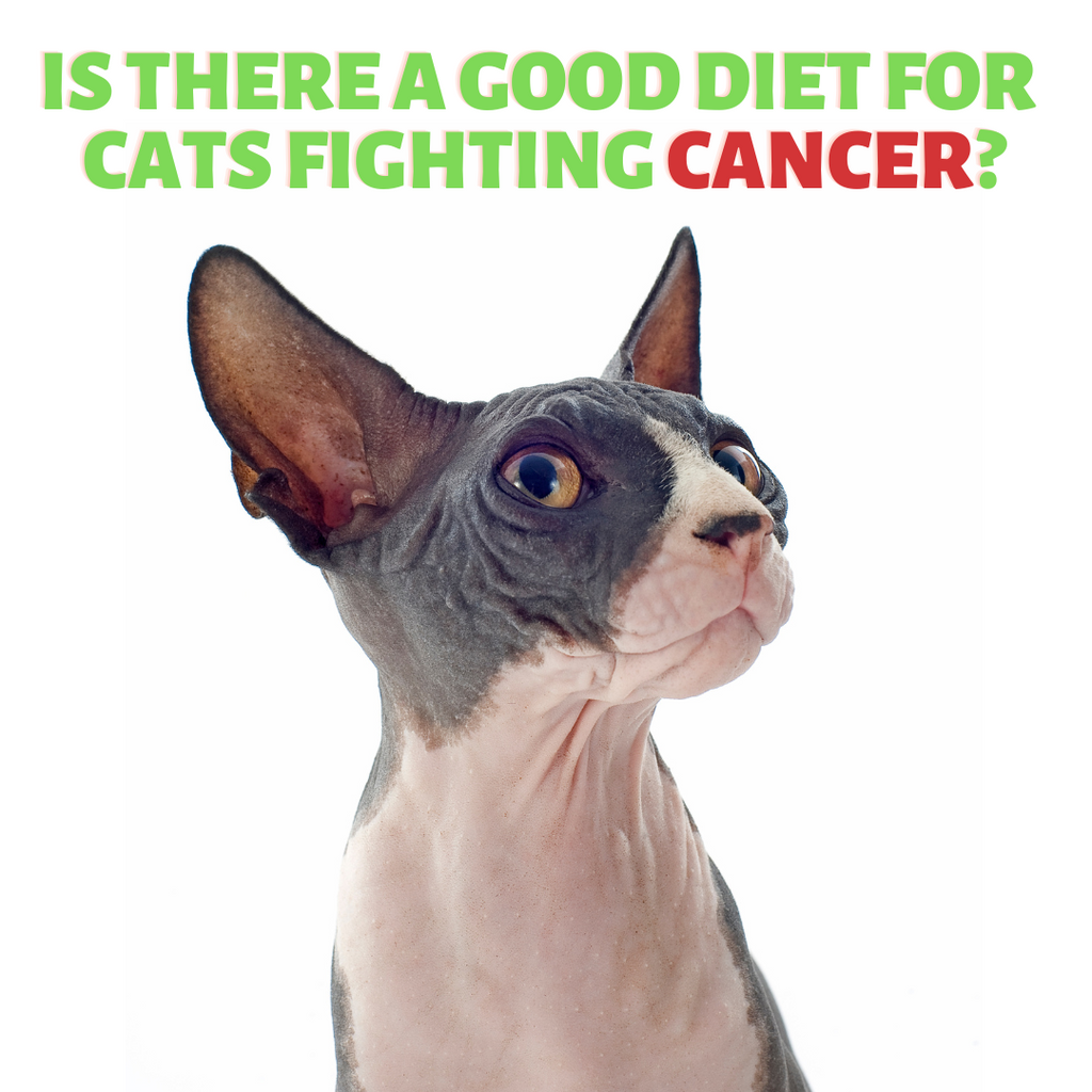 The Pet Anti-Cancer Diet!