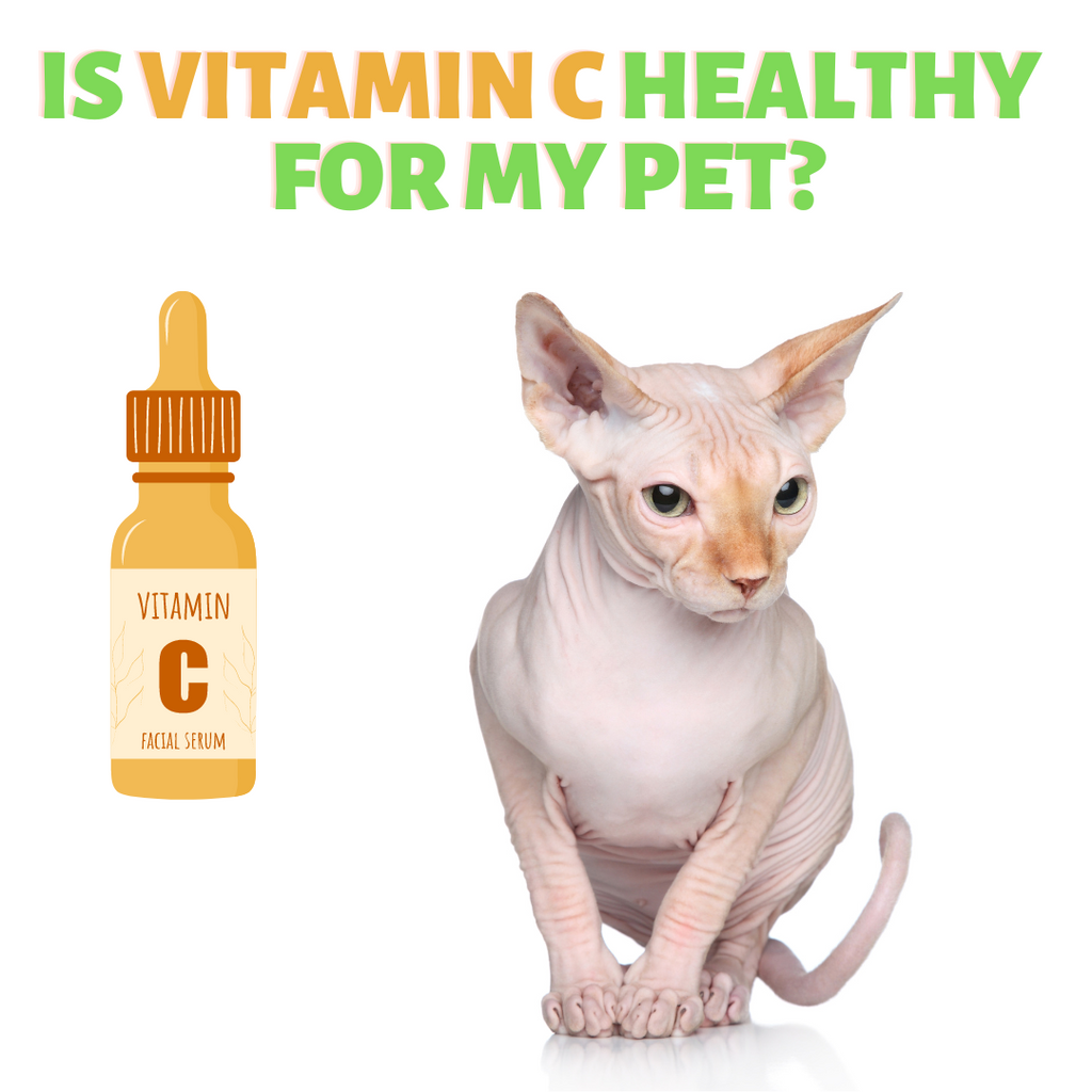 is Vitamin C Healthy for your Pets?