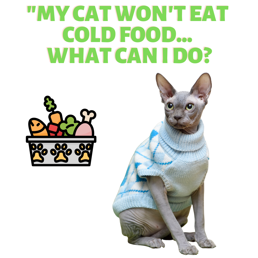 Pet won't eat COLD Food? Try this! ReNewedPet
