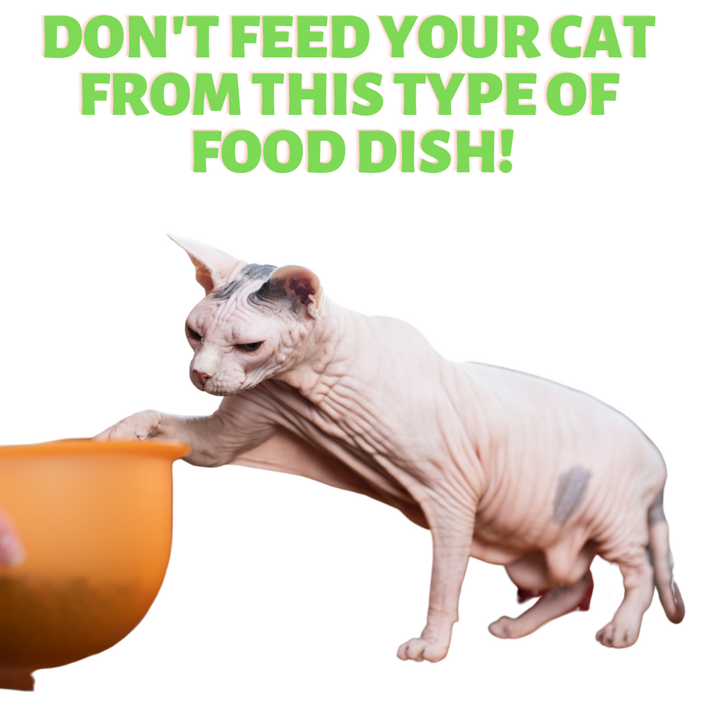 Don't Feed your Pet from THIS Food Dish!