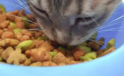 The Dangers of Dry Food for your pets!