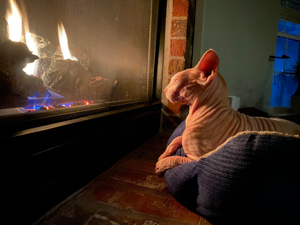 How To Keep Your Sphynx Cat Warm And Cozy