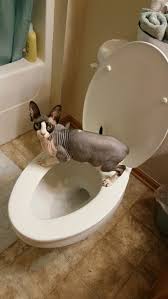 5 Tips to Consider If You Are Thinking About Toilet Training Your Sphynx Cat