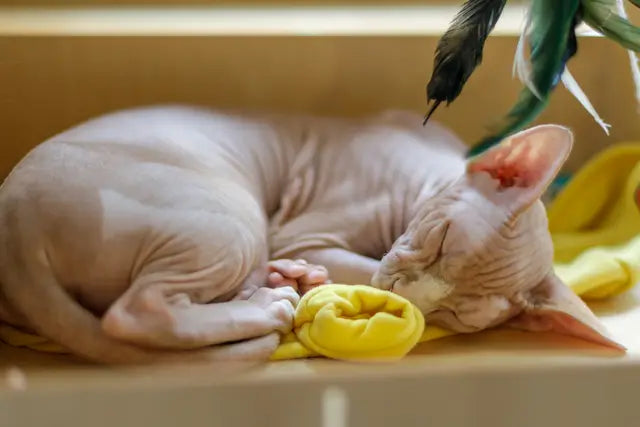 Are Essential Oils Safe for Your Sphynx Cat? What Every Cat Owner Should Know