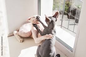 Sphynx Cats & Play Fighting – Is It Normal or a Problem?