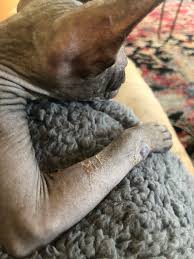 How to Hydrate and Heal a Sphynx with Dry Skin