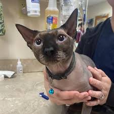 Lymphoma in Sphynx Cats: Causes, Symptoms & Cancer Prevention Tips