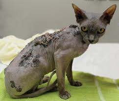 Sphynx Cats & Their #1 Cancer Risk