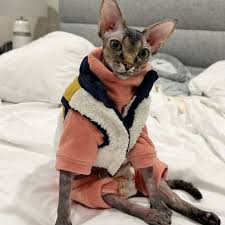 Caring for a Paralyzed Sphynx Cat
