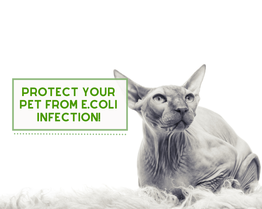Protect Your Pet from E.Coli!