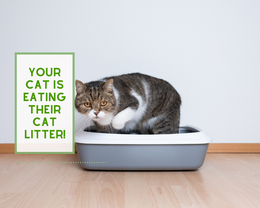 Your Cat is Eating Cat Litter ReNewedPet