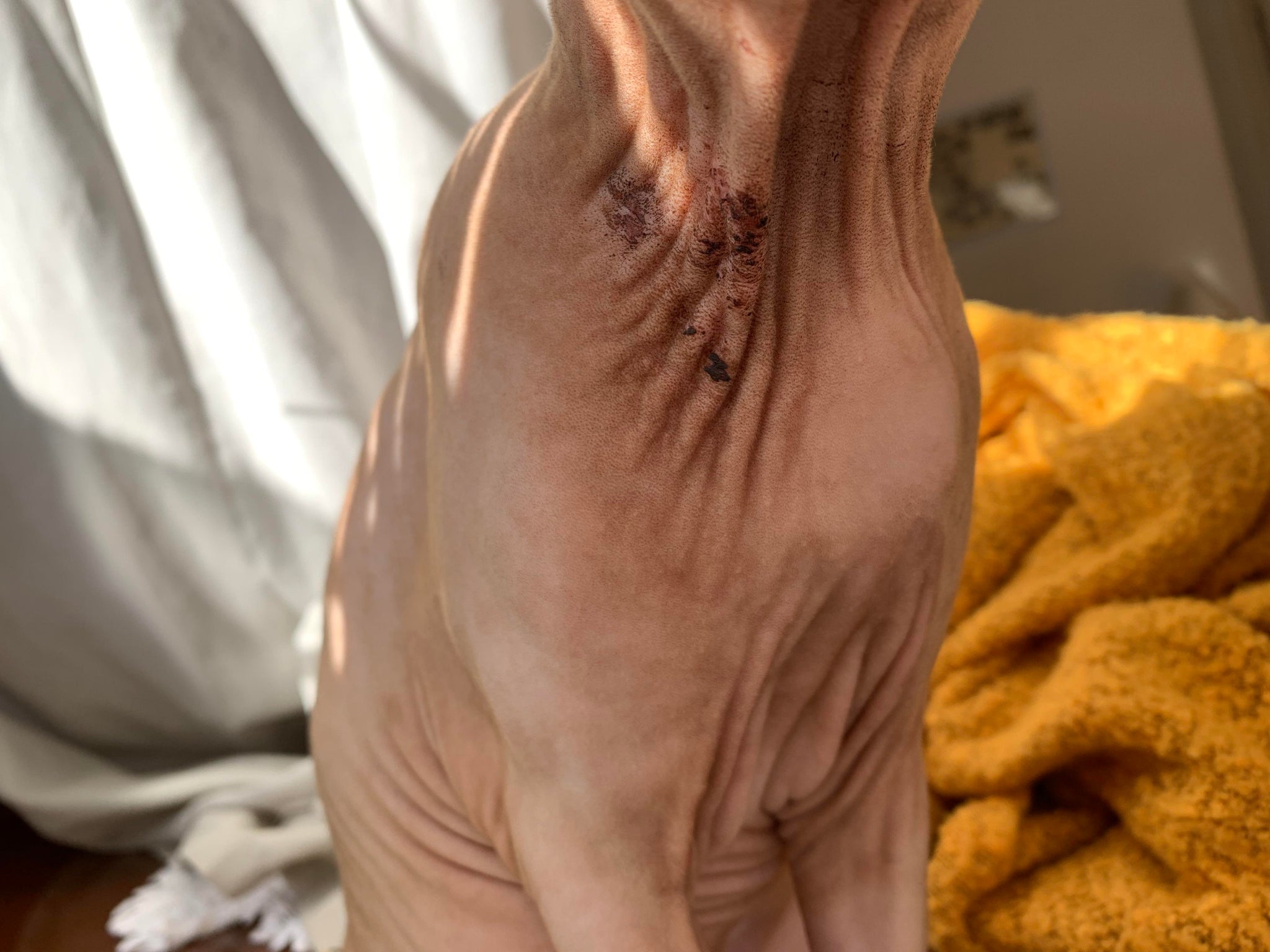 Red Spots On Sphynx Cat