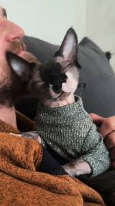 Why Sphynx Cats LOVE Rubbing on Beards! (And What It Really Means)