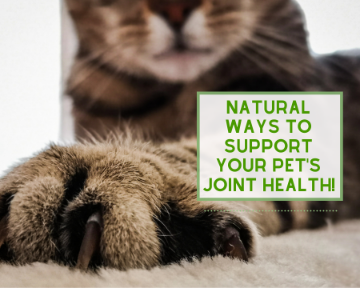 Best Ways to Support Your Pet's Joint Health!