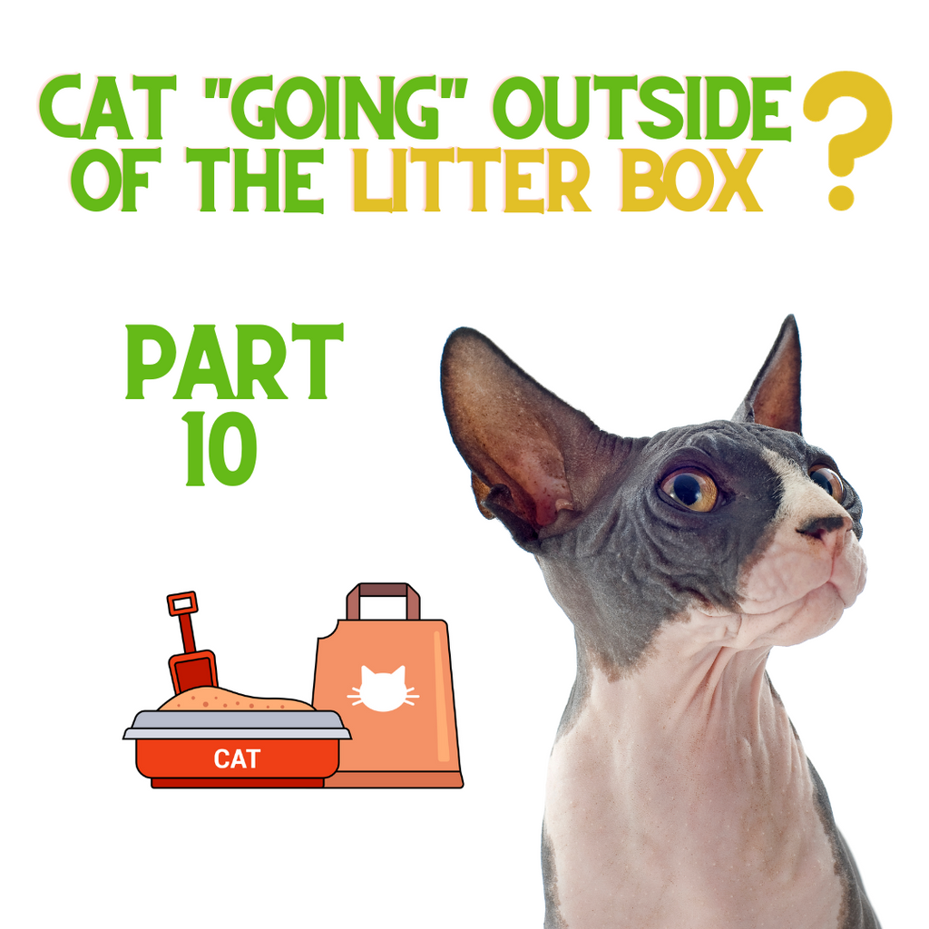 If Your Cat is NOT Using the Litter Box - Do THIS! Part 10...