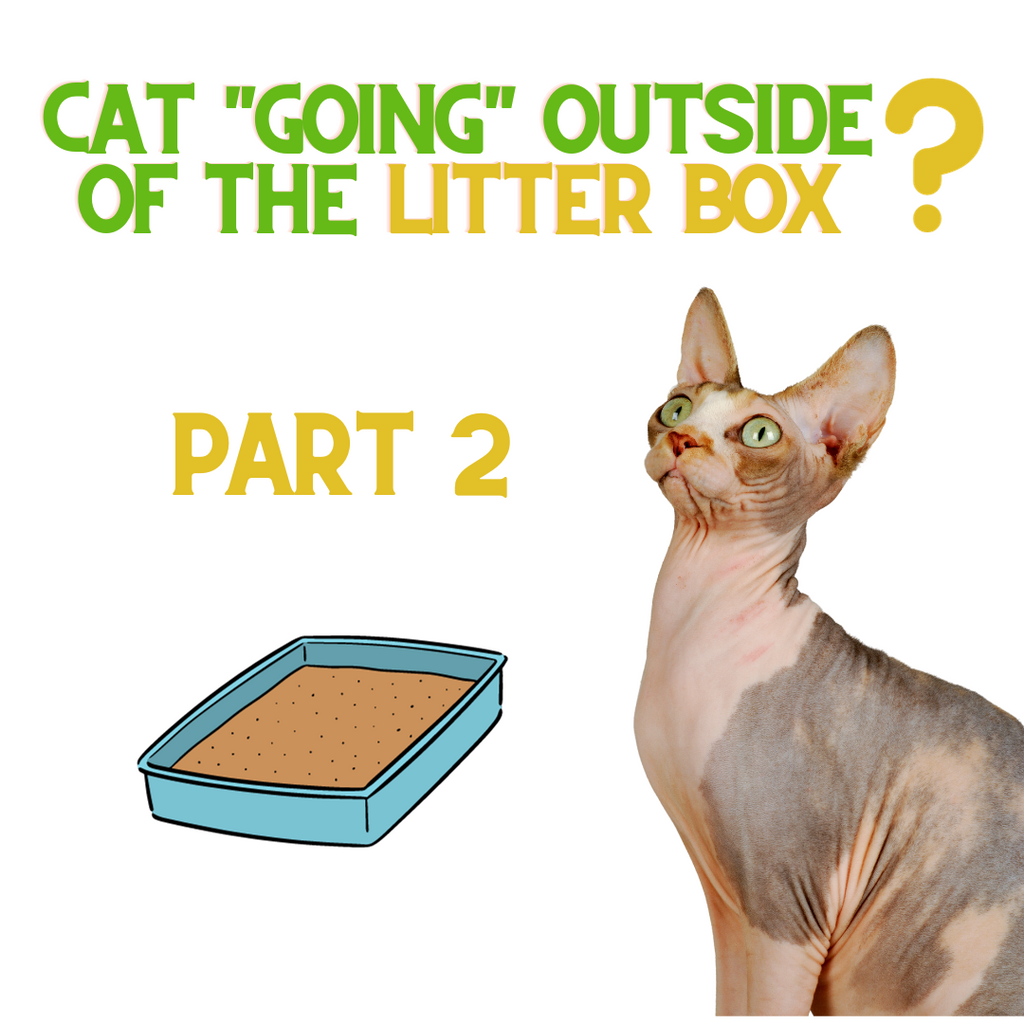 If Your Cat Is NOT Using The Litter Box - Do THIS! Part 2...