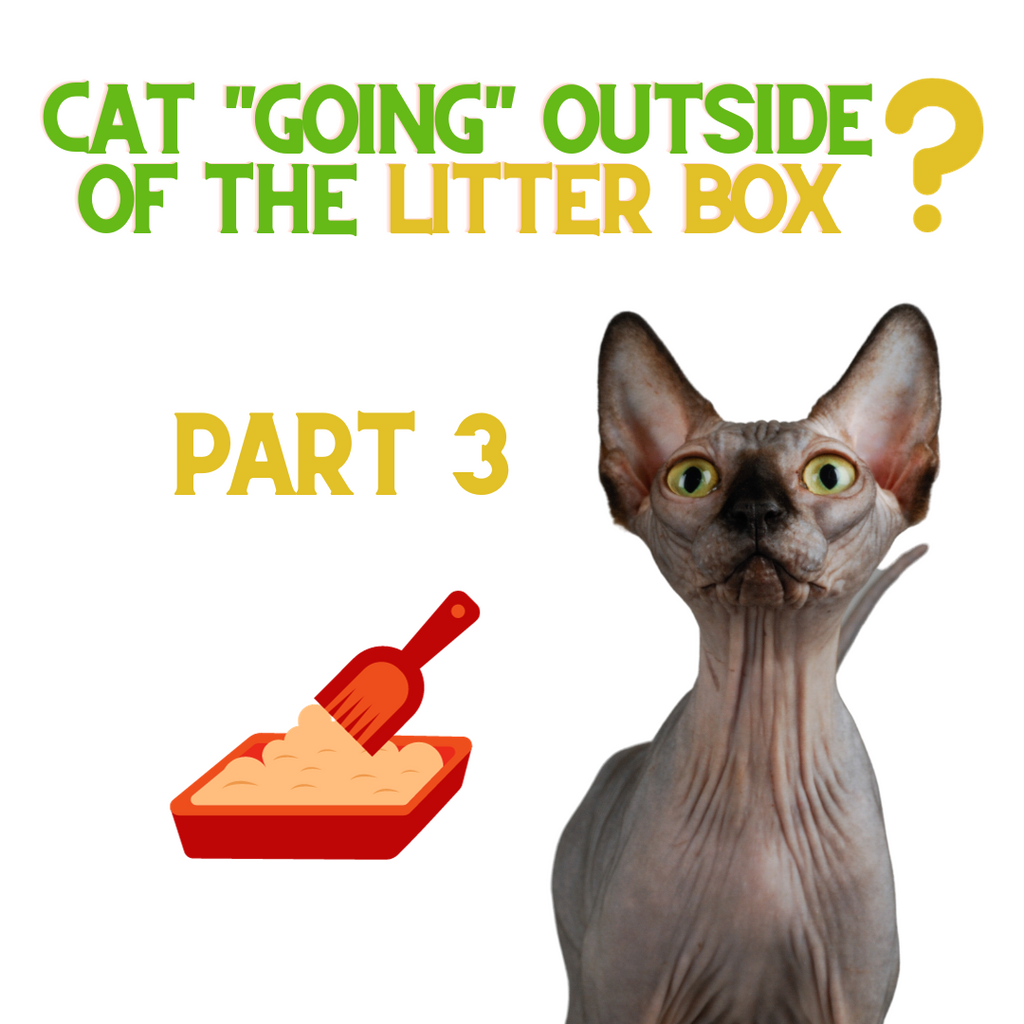 If Your Cat is NOT Using the Litter Box - Do THIS! Part 3...