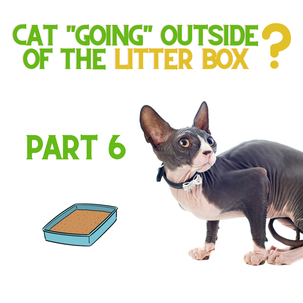 If Your Cat Is NOT Using The Litter Box - Do THIS! Part 6...