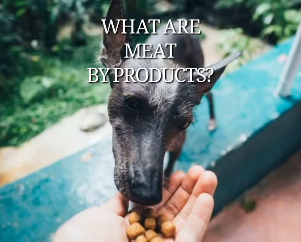 WHAT ARE MEAT BY-PRODUCTS?
