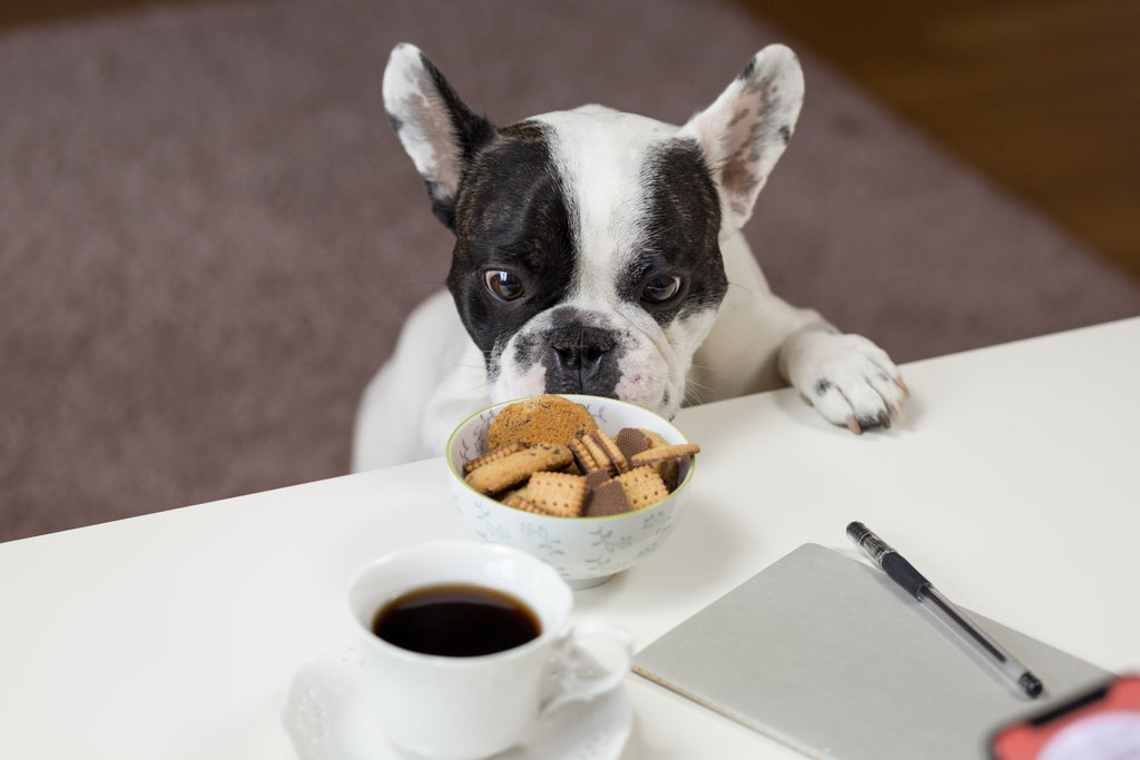 HOW MUCH PROTEIN IS IN YOUR PET'S FOOD?