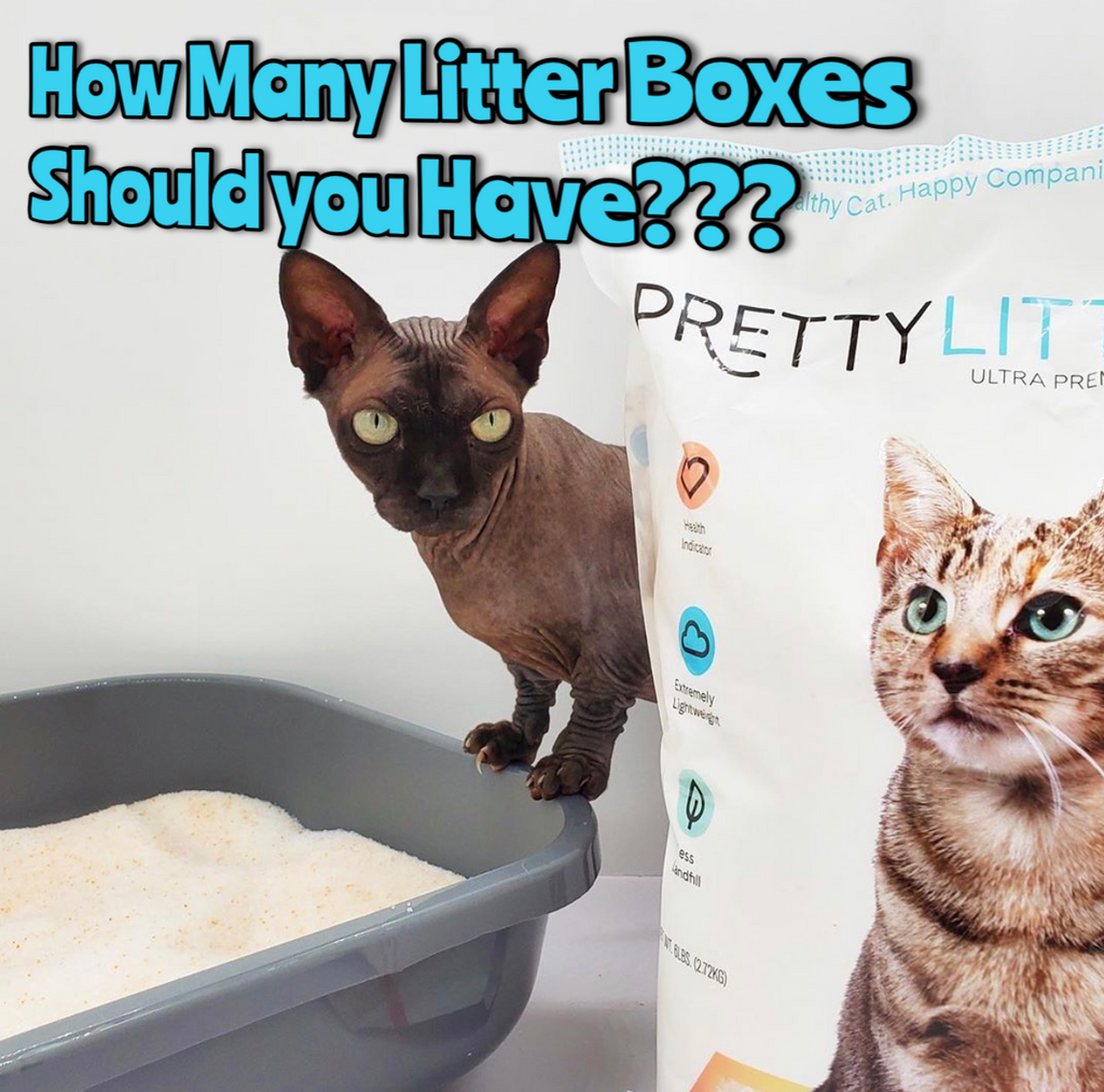How Many Litter Boxes Should you Have for your Cats?