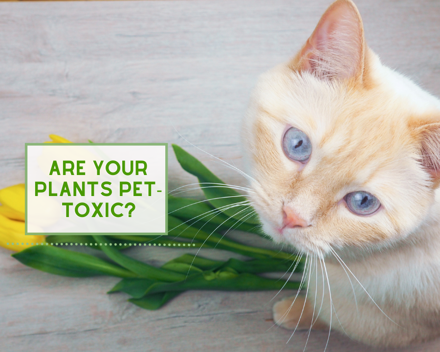 Are Your Plants Pet-Toxic?
