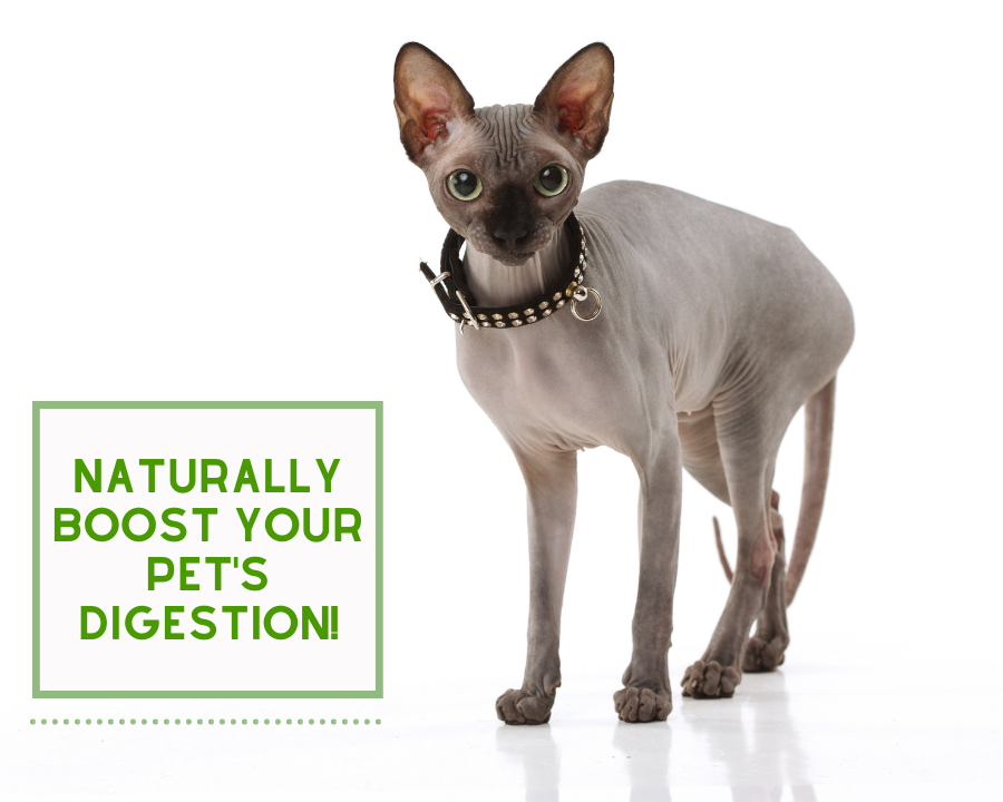Easy Way to Boost Your Pet's Digestive Health!