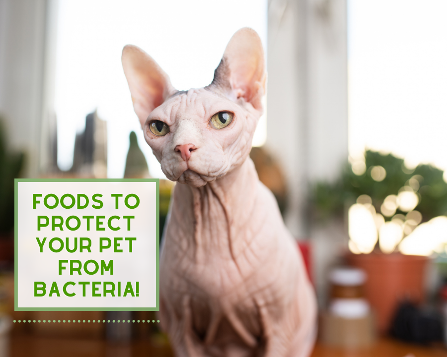 Foods to Protect Your Pet from Bacterial Infection!