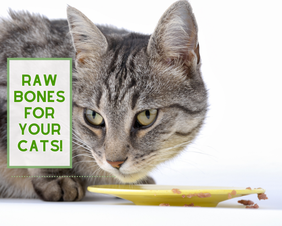 Should You Feed Raw Bones to Your Cats?