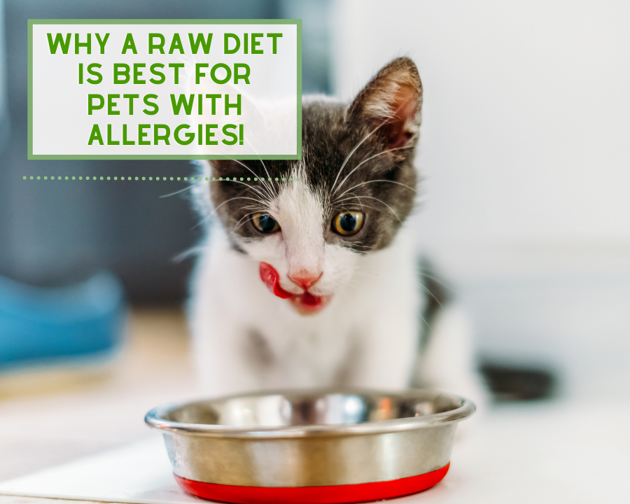 Why Raw is Better for Pets With Allergies