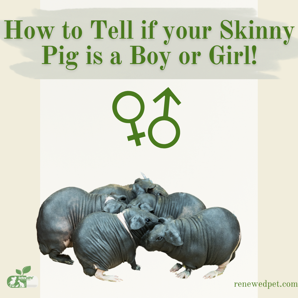 How to Tell if Your Skinny Pig is a BOY or a GIRL!