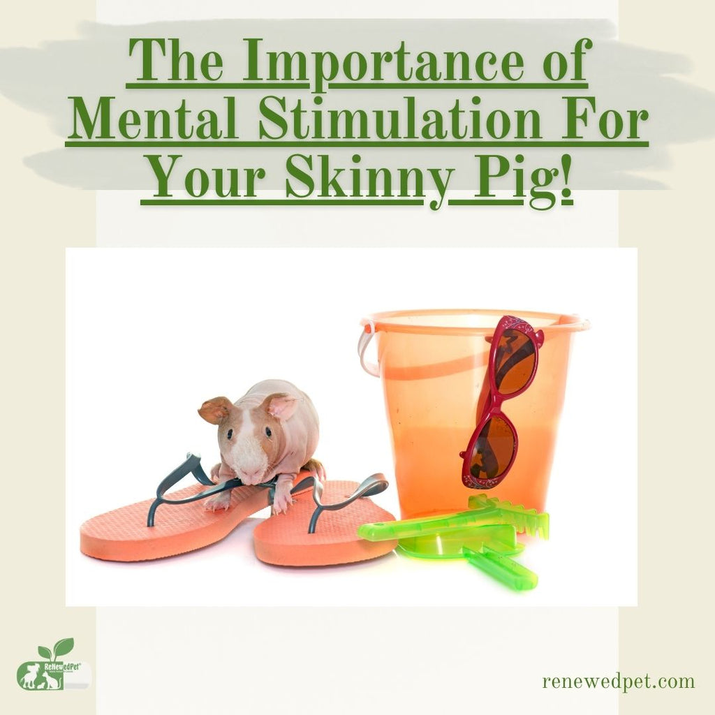 The Importance Of Mental Stimulation For Your Skinny Pig!